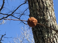 Callirhytis quercuspunctata