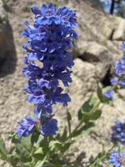 Penstemon payettensis