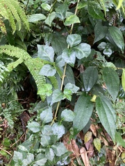 Eleutherococcus trifoliatus setosus