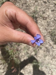 Penstemon payettensis