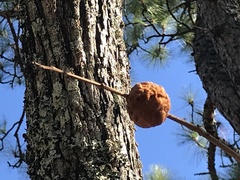 Callirhytis quercuspunctata