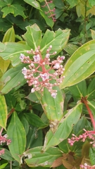 Medinilla formosana