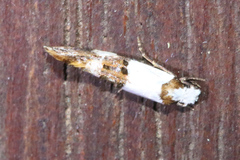 Monopis meliorella