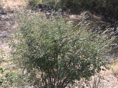 Erythrostemon pannosus