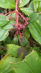 Medinilla formosana