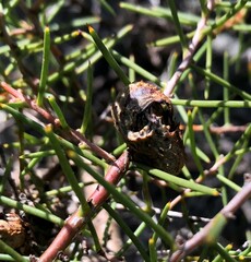Hakea rugosa