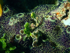 Leptoclinides reticulatus