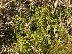 Physcomitrium pyriforme