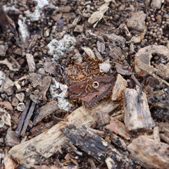 Wasmannia auropunctata