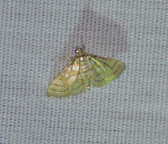 Pseudopyrausta santatalis