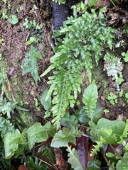 Pteris dispar