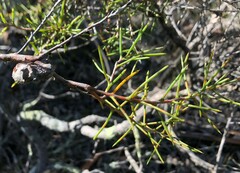 Hakea rugosa