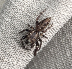 Paraphilaeus daemeli