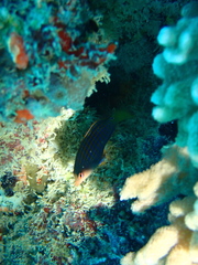 Pseudocheilinus hexataenia