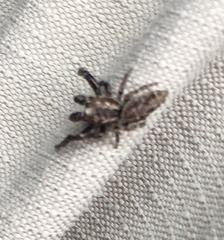 Paraphilaeus daemeli