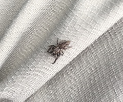 Paraphilaeus daemeli