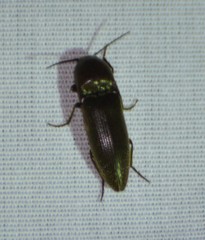 Diplostethus