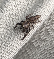 Paraphilaeus daemeli