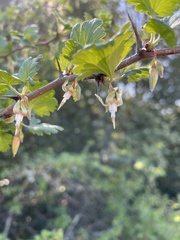 Ribes californicum