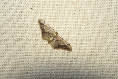 Idaea violacea