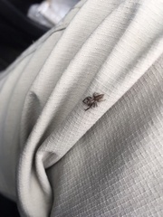 Paraphilaeus daemeli