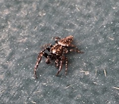 Paraphilaeus daemeli