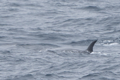 Balaenoptera borealis