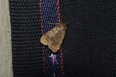 Idaea violacea