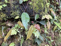 Ficus sarmentosa nipponica