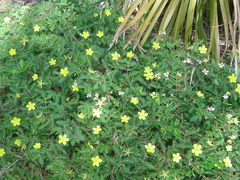 Tribulus cistoides