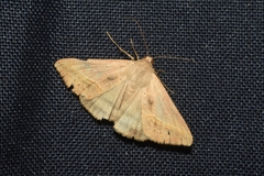 Idaea violacea