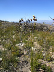 Bobartia macrospatha