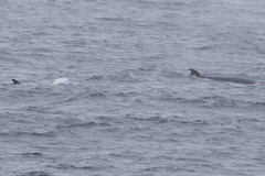 Balaenoptera borealis