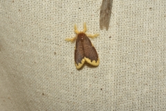 Idaea violacea