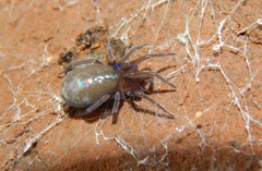Phyxelididae