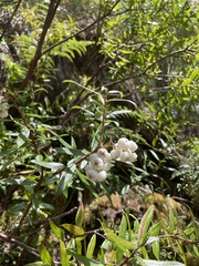 Gaultheria hispida
