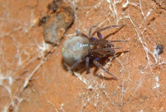 Phyxelididae