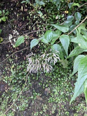 Eupatorium tashiroi