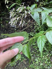 Eupatorium tashiroi