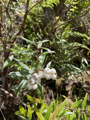 Gaultheria hispida