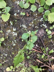 Dichrocephala integrifolia