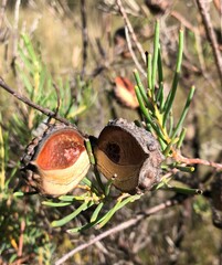 Hakea nodosa