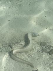 Gymnothorax pictus