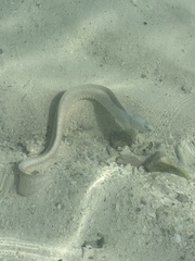 Gymnothorax pictus