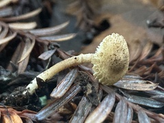 Cystolepiota