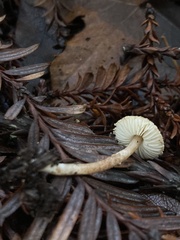 Cystolepiota