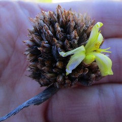 Bobartia macrospatha