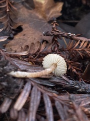 Cystolepiota