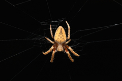Hortophora