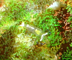 Ancylocaris brevicarpalis